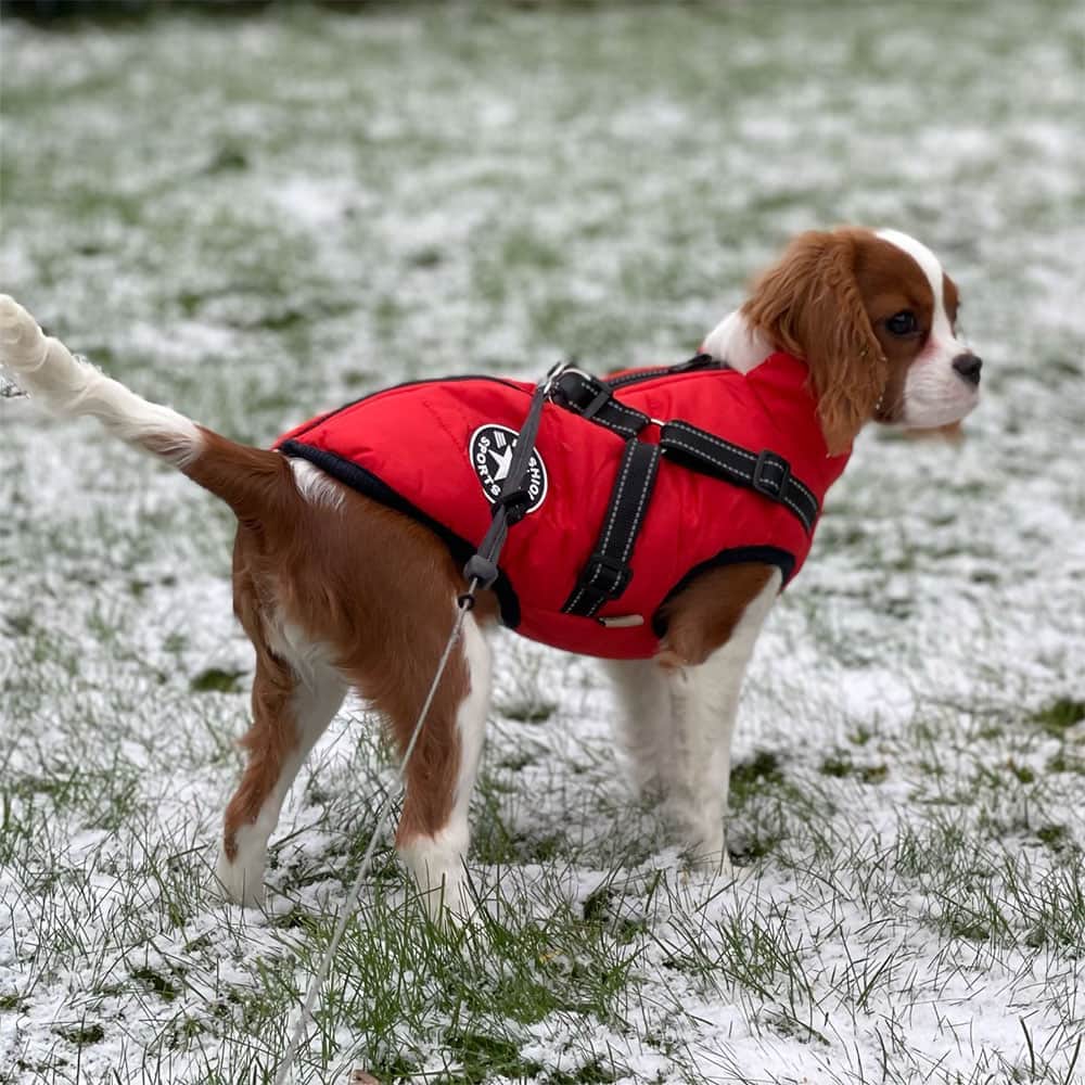 Winter Dog Jacket with Built-In Harness | Warm & Waterproof